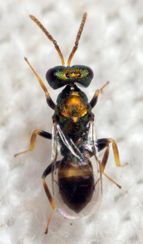 Réf. 311 126 : Pteromalini inconnu